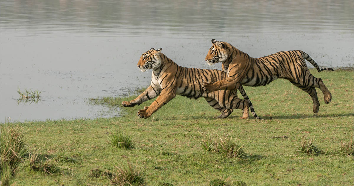 Tigers on the run